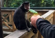 Investigado por agredir macaco-prego e mulher que gravou vídeo prestam depoimento à Polícia Civil