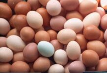 Feira da Agricultura Familiar de Araranguá passa a comercializar ovos de granja local