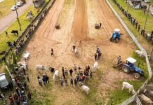 2ª Festa do Carro de Boi celebra tradição e cultura rural em São João do Sul