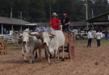 Festa do Carro de Boi reúne tradição e shows nacionais em São João do Sul