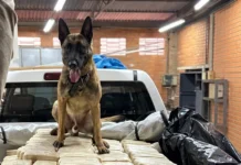 PF prende em SC britânico procurado pela Interpol com 613 quilos de cocaína