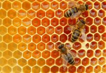 Expectativa de retomada das exportações de frango e mel à União Europeia exige preparação de empresas brasileiras